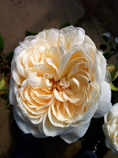 Chelsea new plants: Rosa ‘The Queen’s Jubilee Rose' 