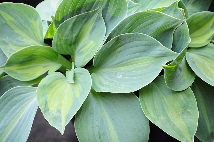 Chelsea new plants: Hosta ‘Panni Splash’