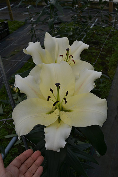 Chelsea new plants: Lilium 'Cream Tea' 