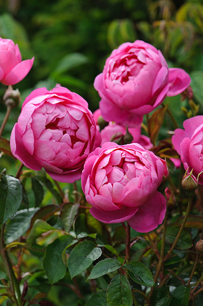 Chelsea new plants: Rosa 'Royal Jubilee'