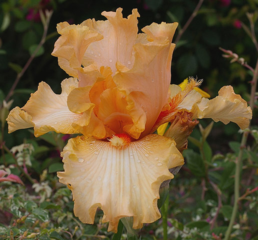 Chelsea new plants: Iris 'Poilly S'éveille'