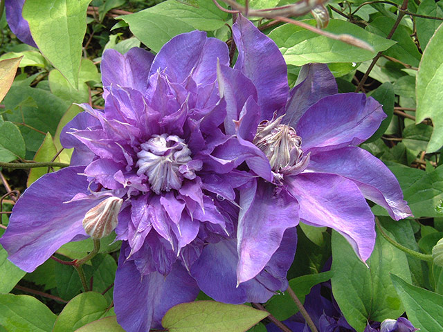 Chelsea new plants: Clematis 'Shikoo'