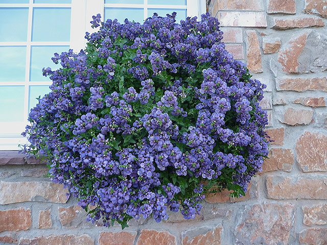 Chelsea new plants: Diascia 'Bluebelle'