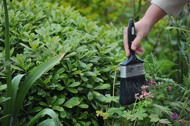 Chelsea flower show: Dusting
