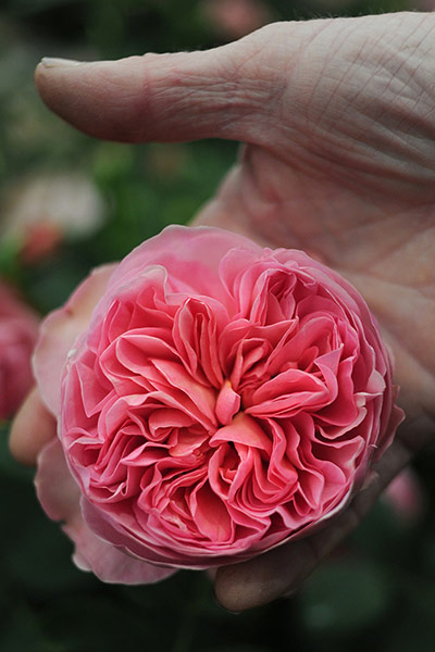 Chelsea flower show: Rose