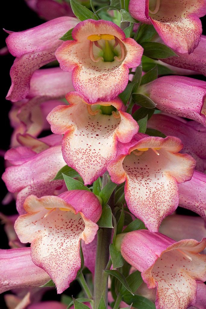 Digitalis 'Illumination' 
