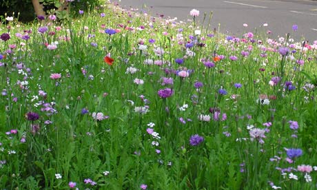 A street meadow