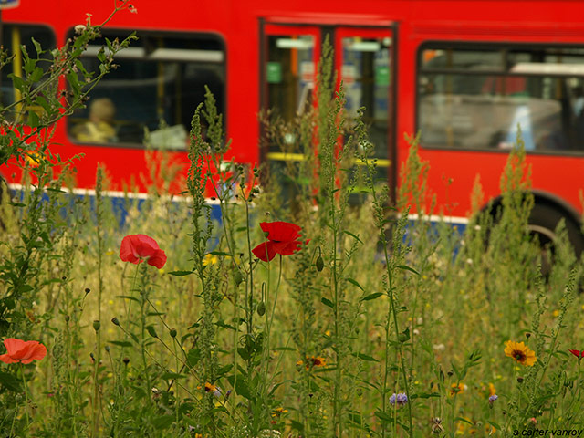 Chelsea fringe 2012: Chelsea Fringe: Meadow up Your Street