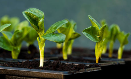 protecting green bean seedlings in garden rows youtubve