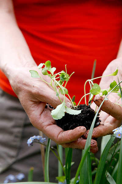 New Urban Green: Urban growing in London EC1