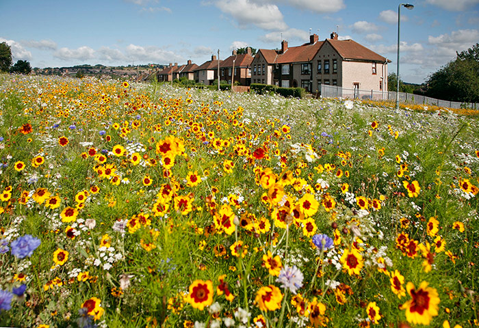 New Urban Green: Green Estate Meadows, Sheffield