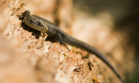 A Common lizard (Lacerta vivipara) sunbathing at the London Wetland Centre in Barnes