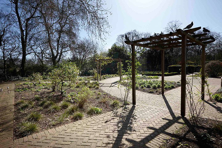 Garden: Pigeons before