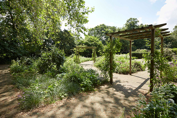 Garden: Pigeons after