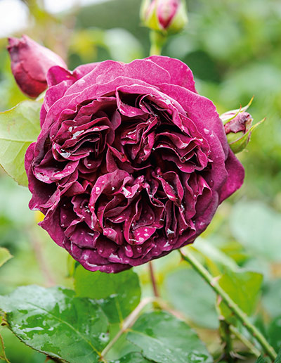 Roses: Rosa 'Munstead Wood'