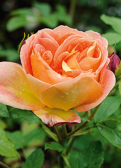 Roses: Rosa 'Lady of Shalott'