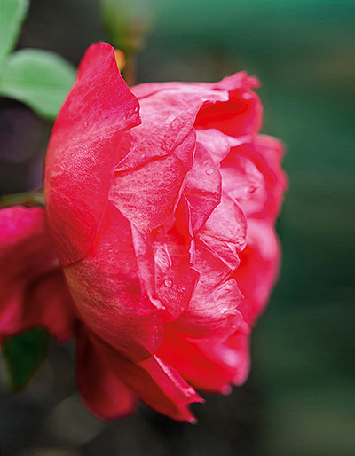 Roses: Rosa 'Benjamin Britten'