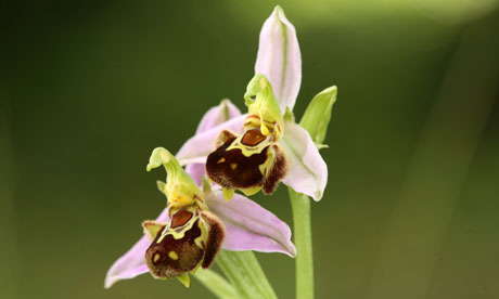 Bee orchid (Ophrys apifera)