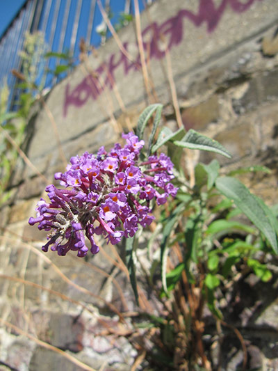 Buddleja: Buddleja bloom close up