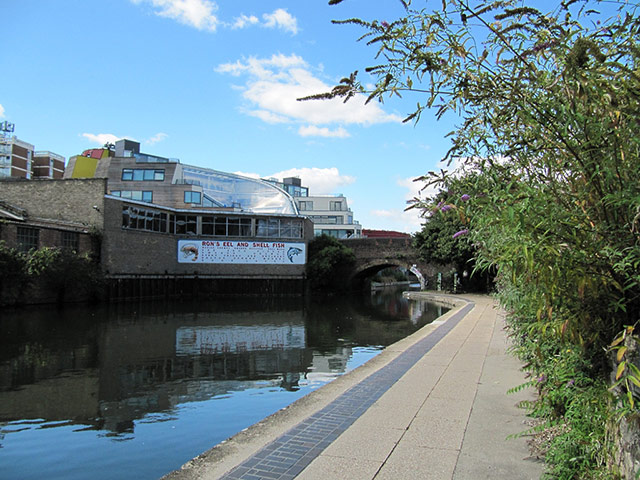 Buddleja: Buddleja growing along the Regents Canal in London