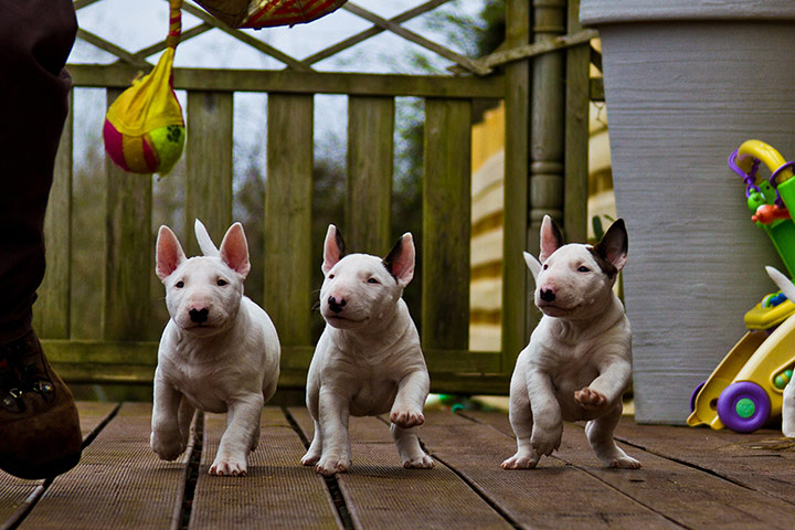 Puppy Awareness Week: Juliana Xavier Danielewicz's puppy