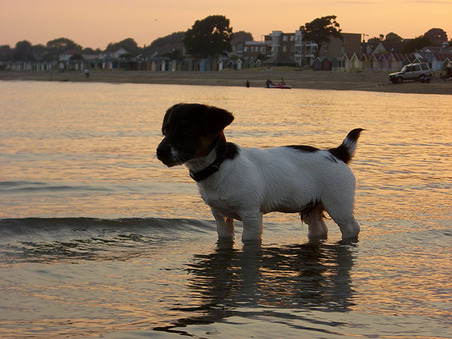 Puppy Awareness Week: Melissa White's puppy