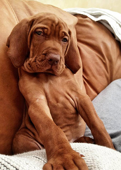 Puppy Awareness Week: Ollie Rosser's puppy