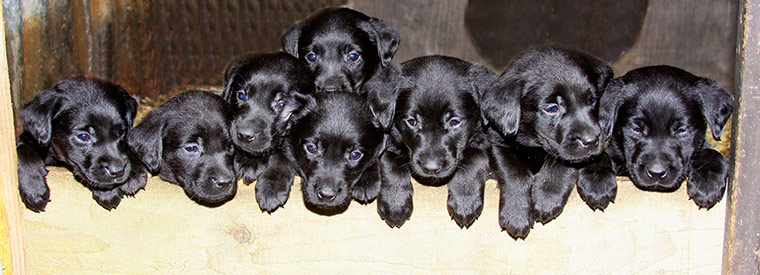 Puppy Awareness Week: Stan Wilson's puppies