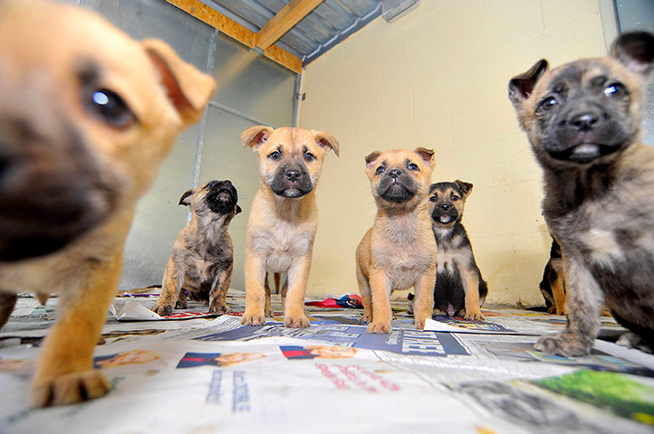 Puppy Awareness Week: Roger Arbon's puppies