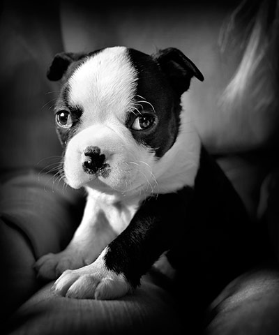 Puppy Awareness Week: Peter Prior's puppy