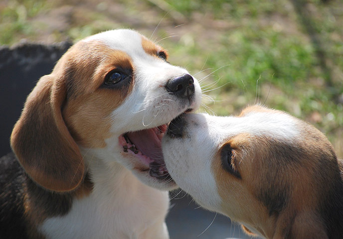 Puppy Awareness Week: Jane Ambler's puppies