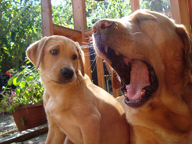 Puppy Awareness Week: David Perry's puppies