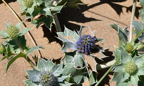 Sea holly (Eryngium maritimum)
