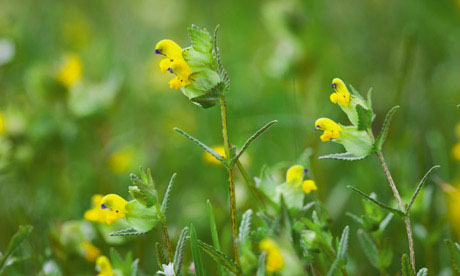 Yellow rattle (Rhinanthus minor)