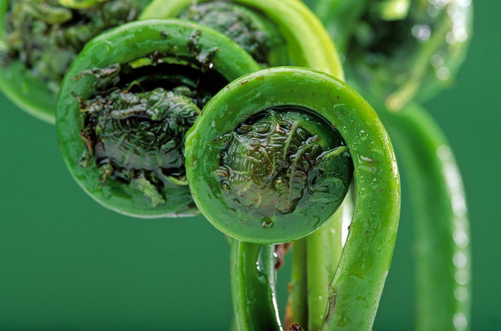 Ferns: Shuttlecock fern (Matteuccia struthiopteris)