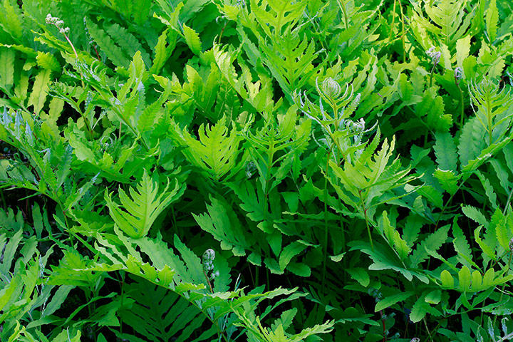 Ferns: Sensitive fern (Onoclea sensibilis)
