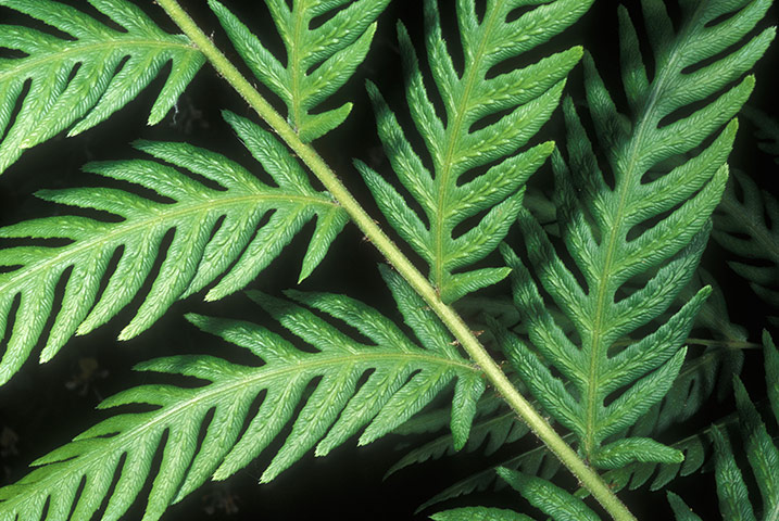 Ferns: Giant chain fern (Woodwardia fimbriata)