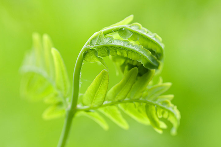 Ferns: Royal fern (Osmunda regalis)