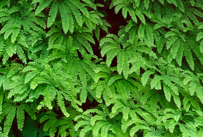Ferns: Hardy maidenhair fern (Adiantum aleuticum)