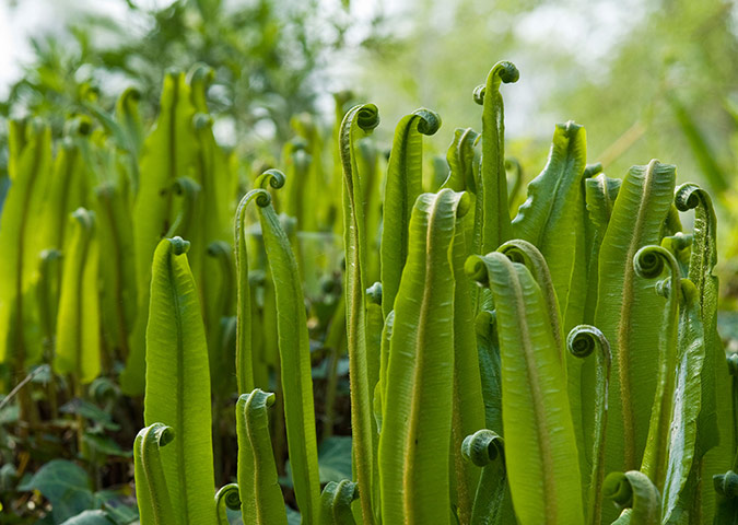 Ferns: Hart's tongue fern (Asplenium scolopendrium) 