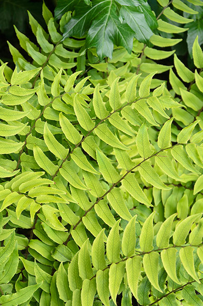 Ferns: Japanese holly fern (Cyrtomium fortunei)