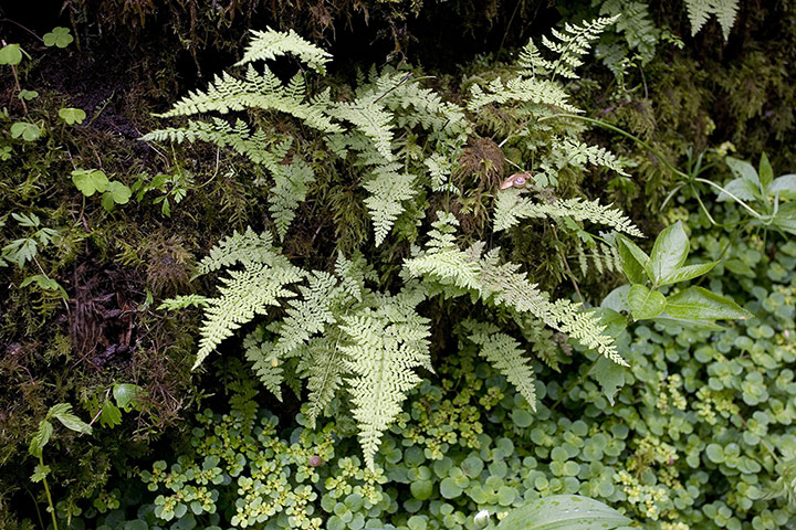 Ferns: Scottish bladder fern (Cystopteris fragilis)