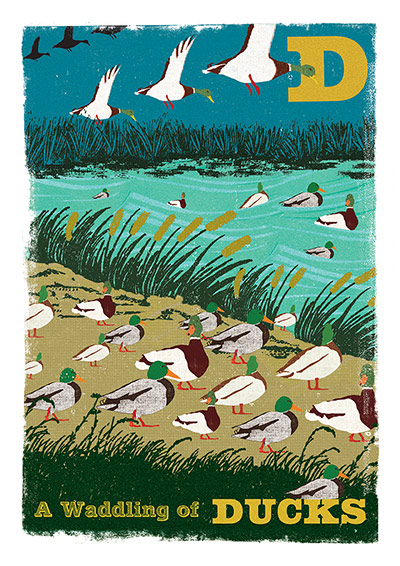 Alphabet : D is for ducks