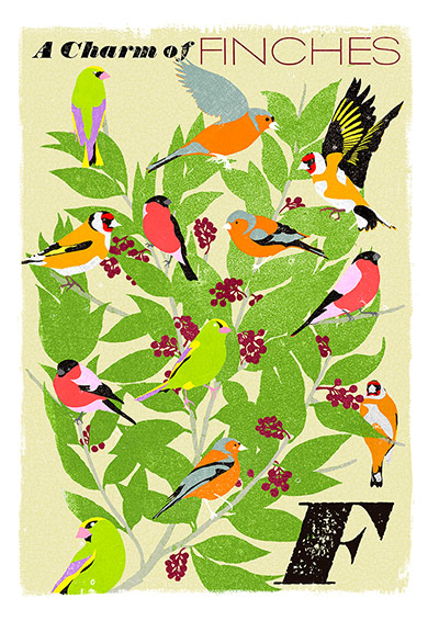 Alphabet : F is for Finches