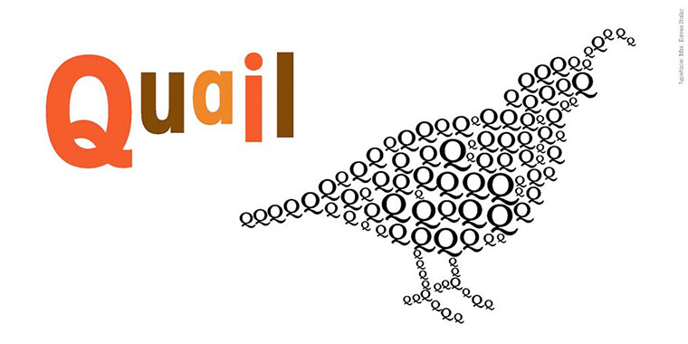 Alphabet : Q is for quail