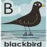 Alphabet: B is for Blackbird