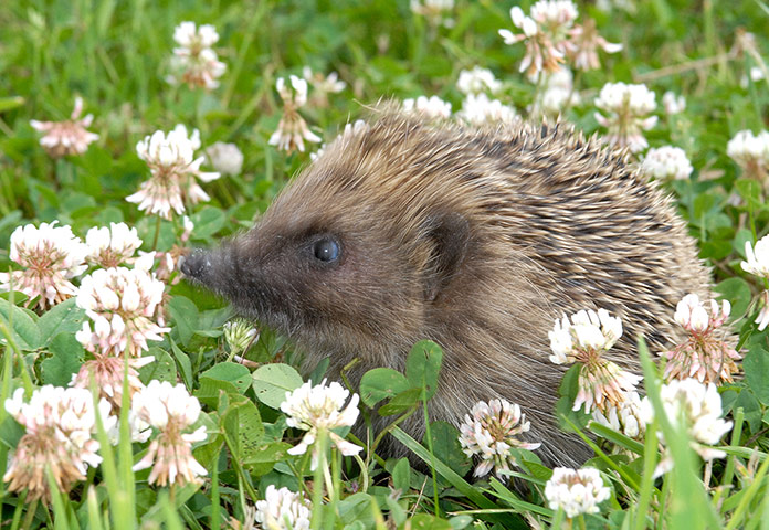 Hedgehogs: A hedgehog in a field