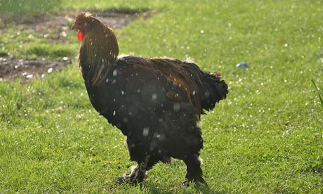 A gold brahma cockerel