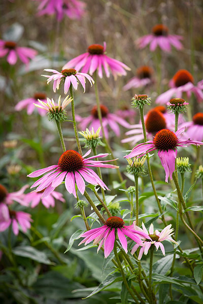 Prairie garden: Echinacea purpurea