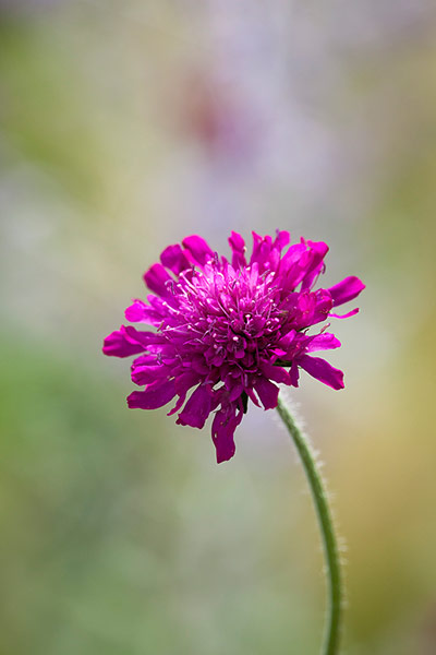 Prairie garden: Knautia macedonica